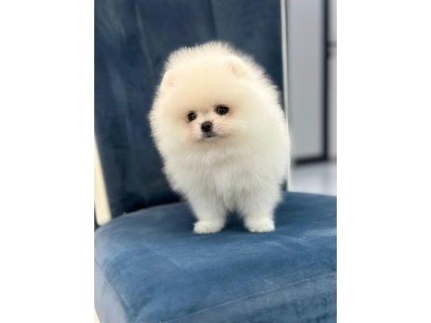 Sağlık ve ırk garantili teddy bear boo