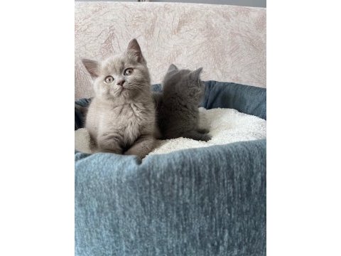 British shorthair yavrular