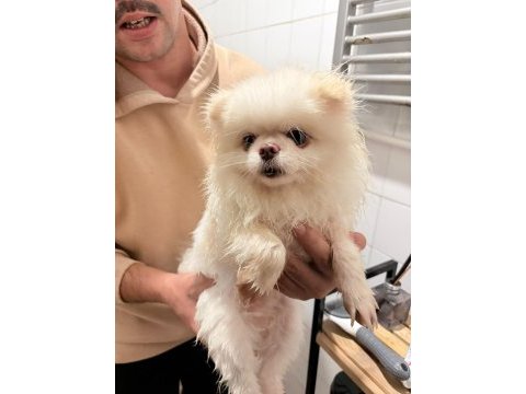 Pomeranian boo köpeği