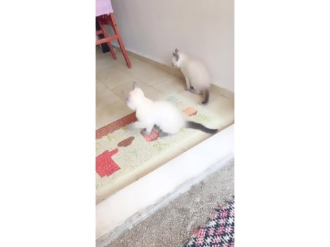 Blue point british shorthair bebekler