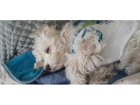 Maltese terrier 6 aylık erkek