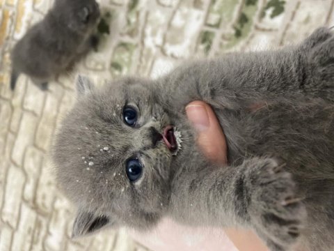 British shorthair ve longhair yavrularımıza yuva
