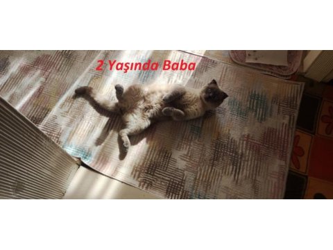 Scottish fold 2 aylık