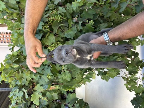 Blue cane corso bebekler