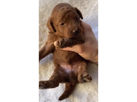 Safkan kore kan toy poodle bebeklerimiz