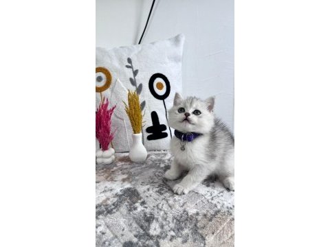 Orijinal silver ns 1133 british shorthair yavrularımız