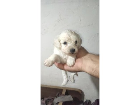 Maltipoo yavrularımız yeni sahiplerini ariyor