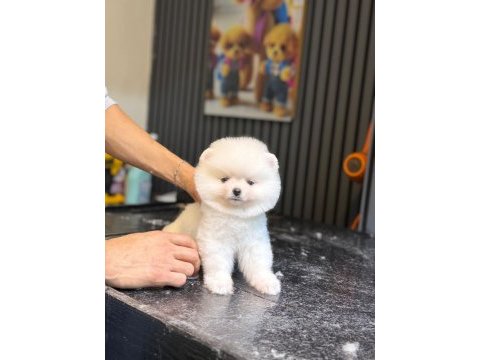 Ayıcık surat pomeranian
