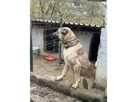 Safkan kangal köpeğim