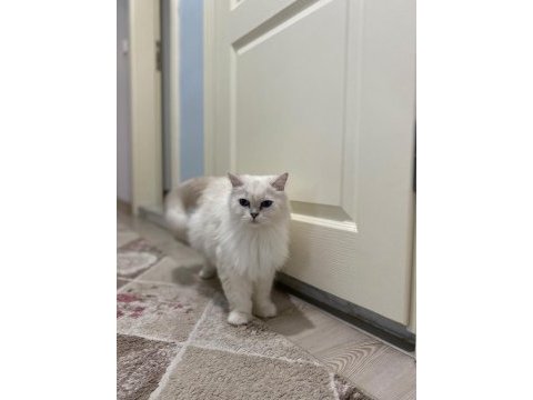 3 yaşında dişi british longhair