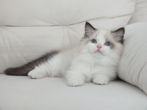 Full şecereli ragdoll yavruları