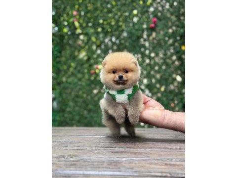 Show kalite pomeranian boo yavrular