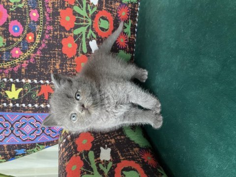 Ayı kafa gri yavru british shorthair