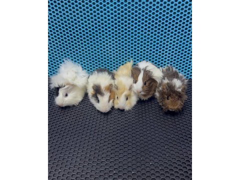 Ginepig yavrularımız gün içi gönderim sağlanmakta