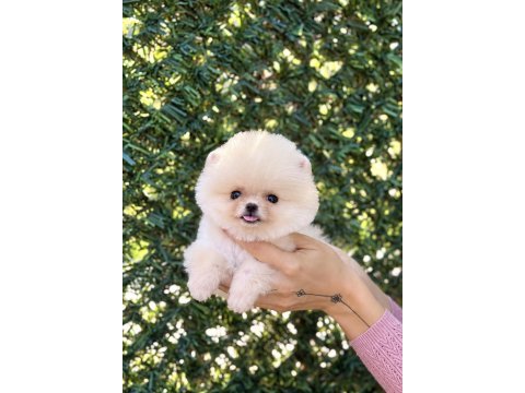 Biblo erkek pomeranian boo