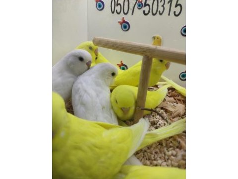 Yavru muhabbet kuşları