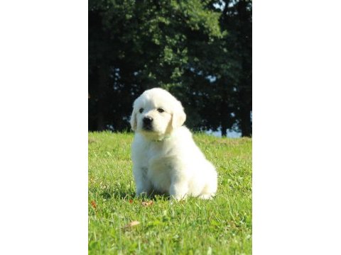 Golden retriever yavrular istenirse kapınıza teslim