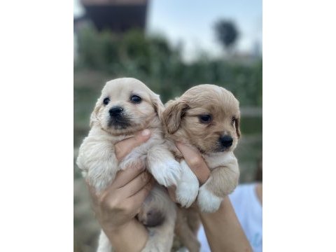 Dünyalar tatlısı maltipoo yavrularımız