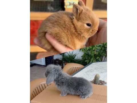 Cüce tavşan (nedherland dwarf)