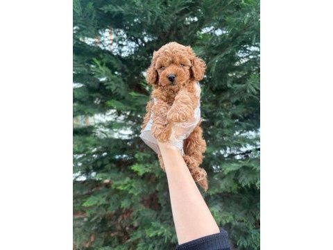 Tuvalet eğitimine uygun akıllı poodle yavrular