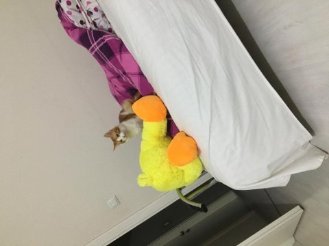 Sarman kedi ilanı