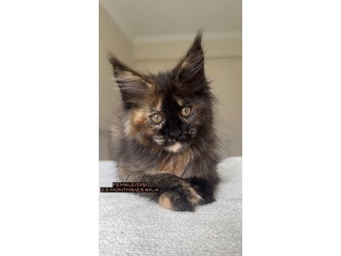 Türkiyenin her yerine bizzat teslim dişi maine coon