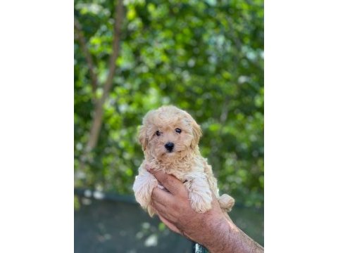 Sevimli maltipoo yavrular