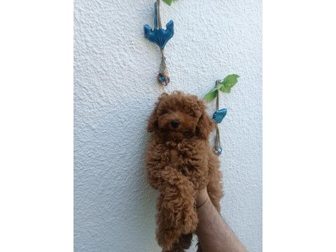 Ev ortamında toy poodle yavrular