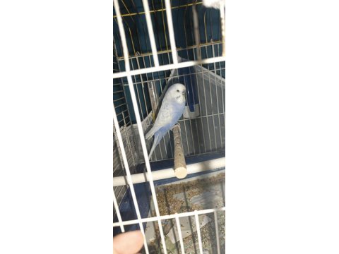 Erkek muhabbet kuşu bulunur evde bakılmış