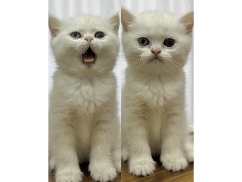Anne british shorthair baba exotic shorthair kedimiz