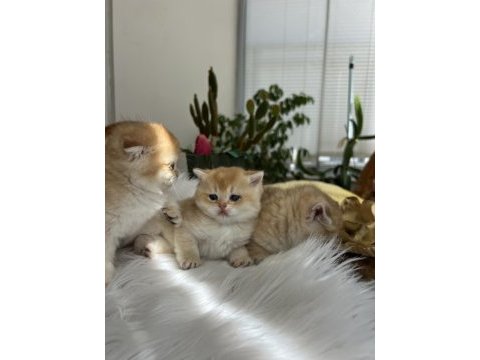Safkan kaliteli golden yavrular (british ve scottish fold)