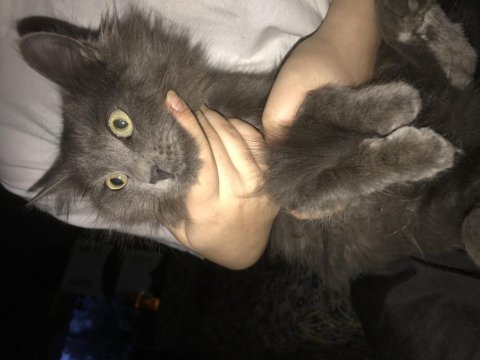 Yavru british shorthair bulutumuza yeni sahip arıyoruz