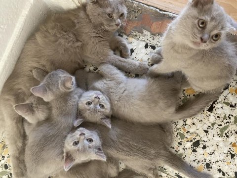British shorthair sahiplendirme
