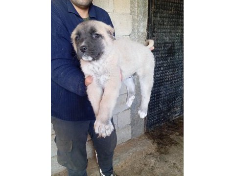 Sahibinden kangal yavruları