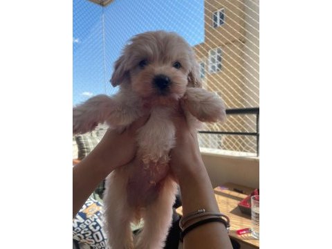 0 boy maltipoo