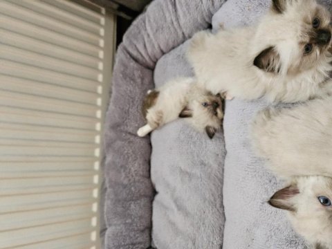 Kediseverler için melez ragdoll yavrularım