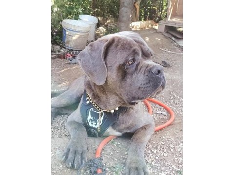 Cane corso 1.5 yaşında erkek