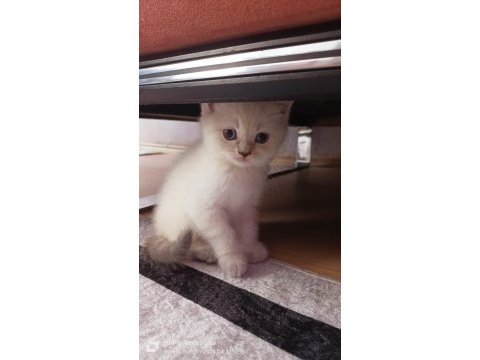 Ev ortamından a kalite blue point british shorthair yavrular