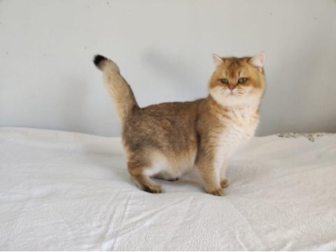 8 aylık british shorthair golden ny11 ny24 kediler