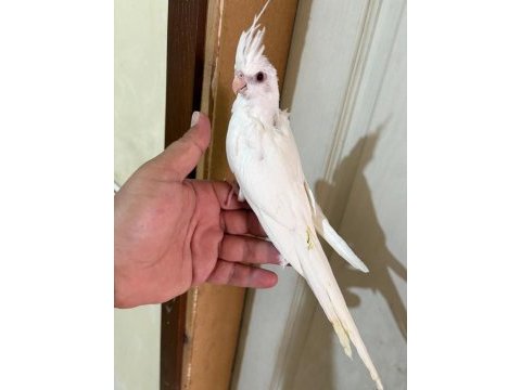 45 günlük kusursuz albino bebek sultanlar