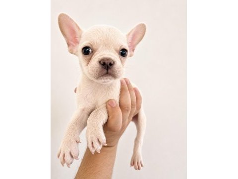 French bulldog yavrular