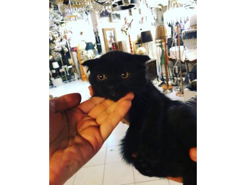Scottish fold siyah