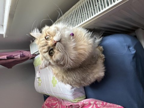 11 aylık british longhair oğluma eş arıyoruz