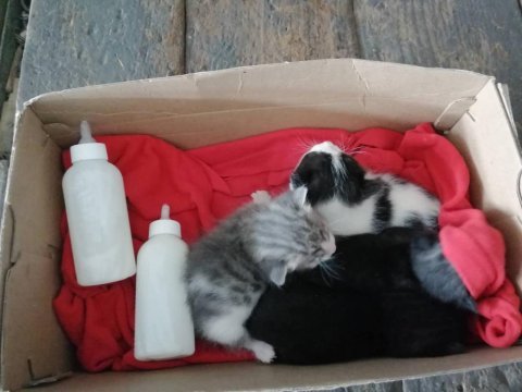 Minik kedilere yuva arıyoruz