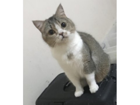 Ücretsiz sahiplendirme kedimiz