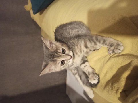 1 aylık cins kedi