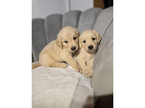 Orjinal golden retriever