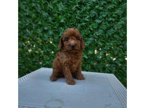 Ruhsatlı köpek çiftliğinden toypoodle yavrularımız 