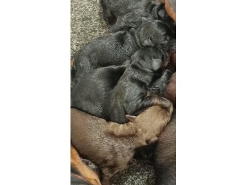 Şecereli rezerveye açık doberman yavrular