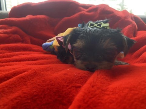 Tecup yorkshire terrier kaliteli